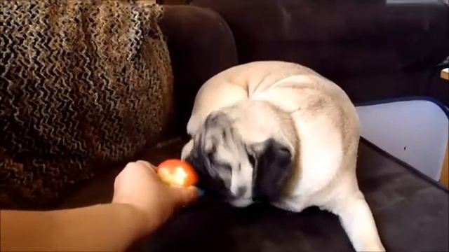 Frank The Cutest Puppy Pug is eating apple смотреть онлайн