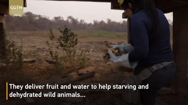 Brazilian vet brigade works to save wildlife from devastating fires смотреть онлайн