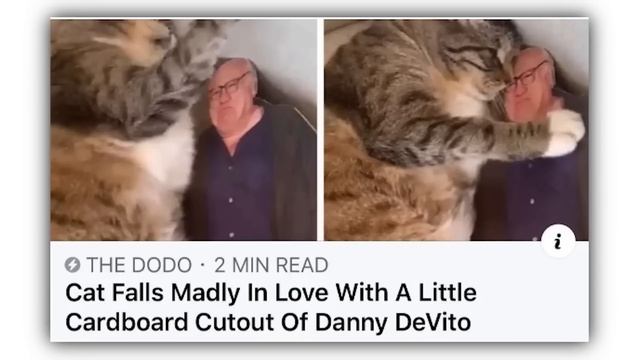 CAT MEMES