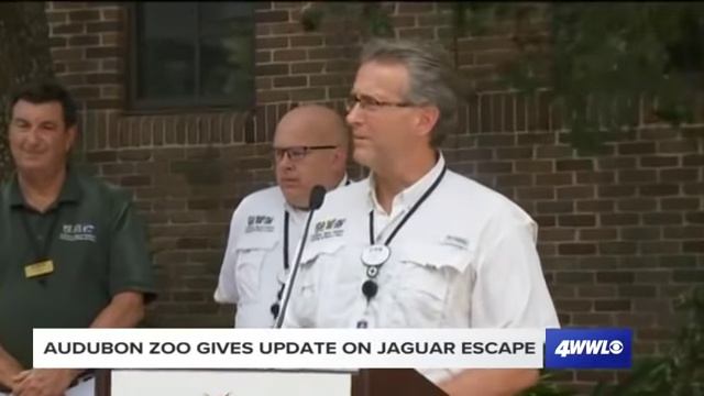 Jaguar escapes exhibit, kills 6 animals at Audubon Zoo New Orleans смотреть онлайн