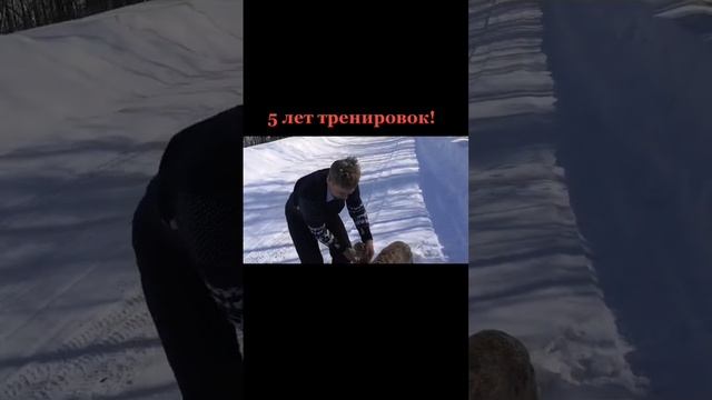 Русский спаниель на охоте смотреть онлайн