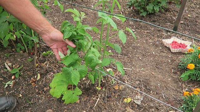 Pruned Apple Tree, Cut Down Raspberries, And A Summer Harvest. смотреть онлайн