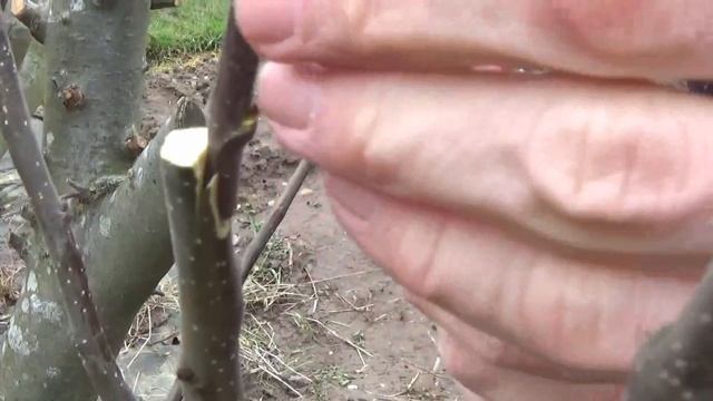 Family Apple Tree - Grafting - Part 5 смотреть онлайн