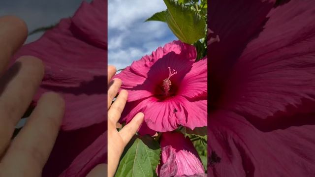 С днем семьи, любви и верности! Сегодня расцвел Гибискус- цветок любви #гибискус