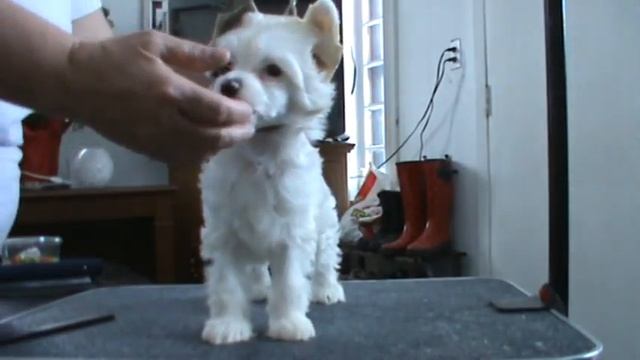 M2U00017.MPG Crestyle Jigsaw Puzzle PP AVAILABLE powderpuff female 9 weeks old смотреть онлайн