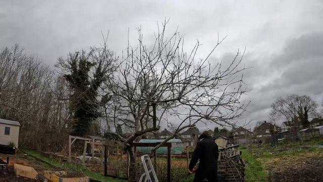 How To Prune An Established Apple Tree | Allotment UK смотреть онлайн