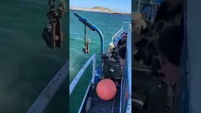 А вы говорите коровы не плавают) смотреть онлайн