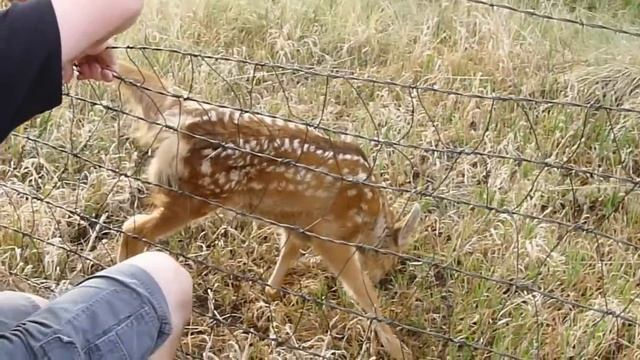 Fawn Deer Caught in Fence. Colorado смотреть онлайн
