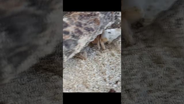 Раки отшельники на Мальдивах