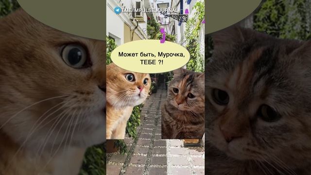 Френд зона #мыкотики #вмем #разговор #анекдот #шутки #кот #юмор #смешное #прикольно #мемы #cat смотреть онлайн