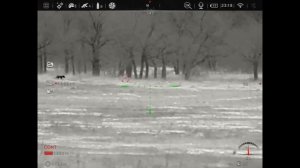 Охота на волков. Охота на вабу. Как два кума на волка ходили…