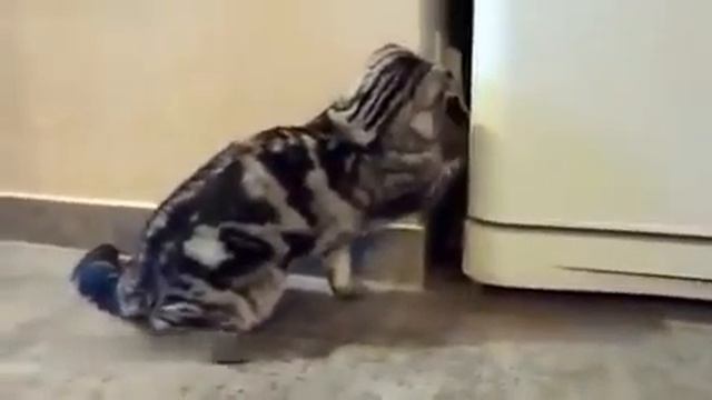 Короткие приколы про котов смотреть онлайн