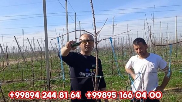 Пинк Леди (Рози Глов) шакл бериш 2024-йил| Pink Lady (Rosy Glow) shаkl berish 2024-yil