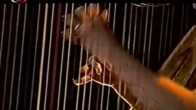 JANA BOUŠKOVÁ plays SPOHR : Fantasy in C MINOR смотреть онлайн