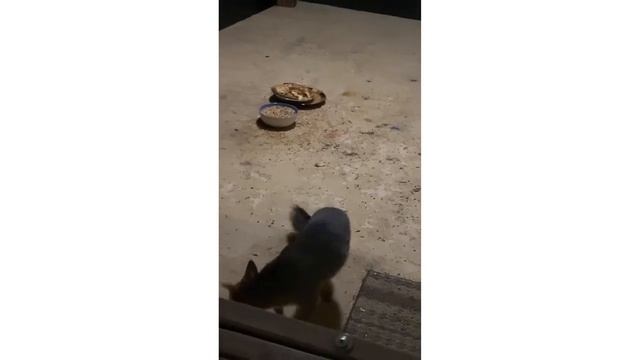 Wild Grey fox eats apple pie from back porch смотреть онлайн