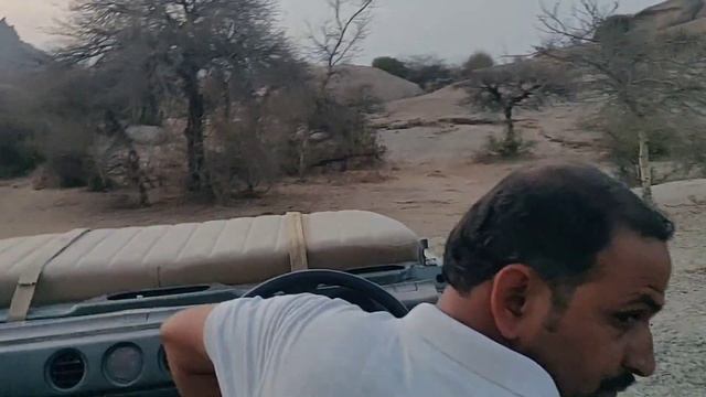 Leopard Safari at Jawai , wildlife in Rajasthan , thrilling jeep safari смотреть онлайн