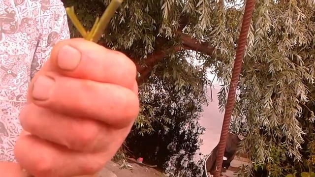 6 июля 2018 г.Прививка щитком в
боковой разрез. смотреть онлайн