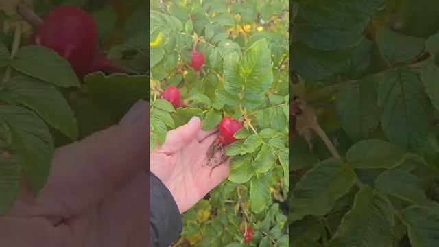 #Мурманск Северный шиповник размером с небольшое яблоко🍎 смотреть онлайн