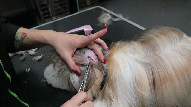 Stassi and Harper go to the Dog Groomer смотреть онлайн
