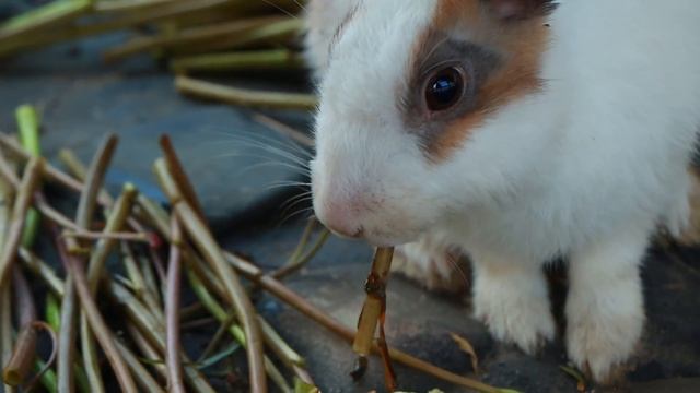 Survival in the rainforest - Man found rose apple with fish & cook fish for dog - Eating delicious смотреть онлайн