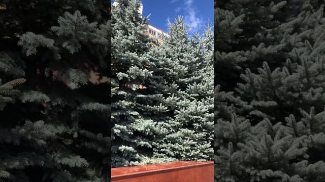 Территория санатория «Солнечный» Кисловодск