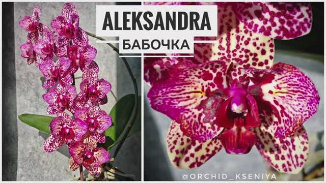 Phal. Aleksandra 8 🦋 (Голландия) | Яркая голландская орхидея бабочка Александра 8 | Обзор смотреть онлайн