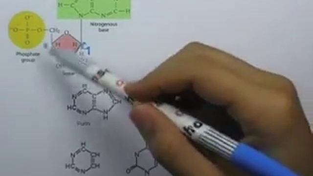 ormBio ver2 : ชีววิทยา PAT มีนาคม ปี2553 ตอน02 смотреть онлайн