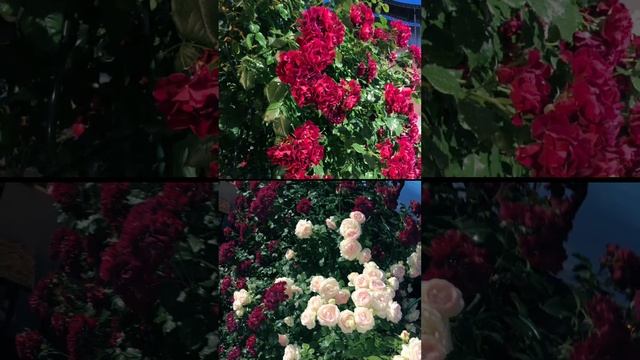 Цветы 2022 года