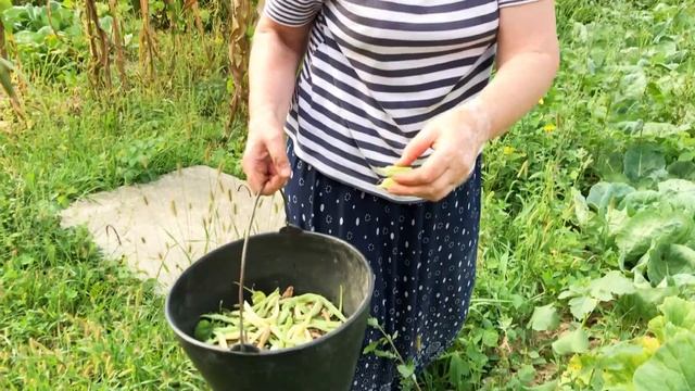 END OF SUMMER VEGETABLE HARVEST | HARVESTING CARROTS, BEANS AND CABBAGE