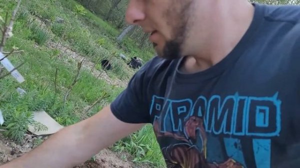 PLANTING FIVE APPLE TREES - pink cripps pink lady semi-dawrf root stock!