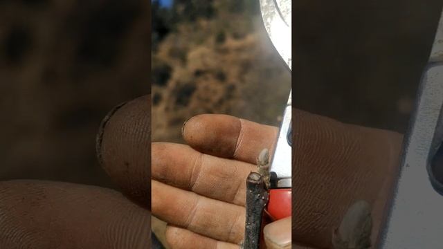 Top Grafted Pruning | The Apple Garden смотреть онлайн