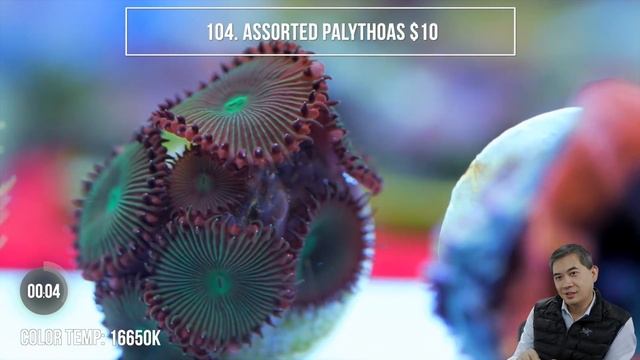 Tidal Gardens March 2019 Show #2 - Mix of ALL Corals смотреть онлайн