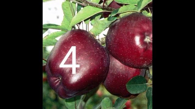 Top 10 Apple Variety सेब की 10 सबसे अच्छी किस्म смотреть онлайн