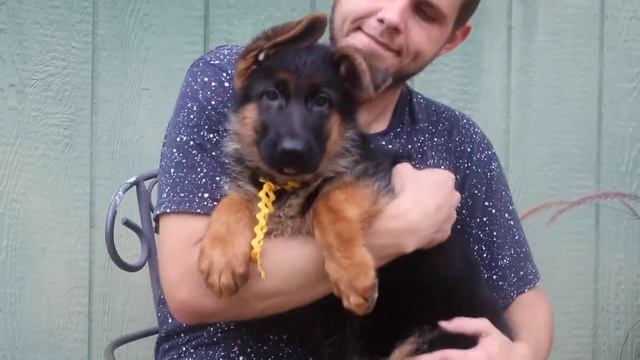 Mittelwest German Shepherd Litter - Figo & Apple's 10 Weeks Yellow Collar Female 1/3 смотреть онлайн