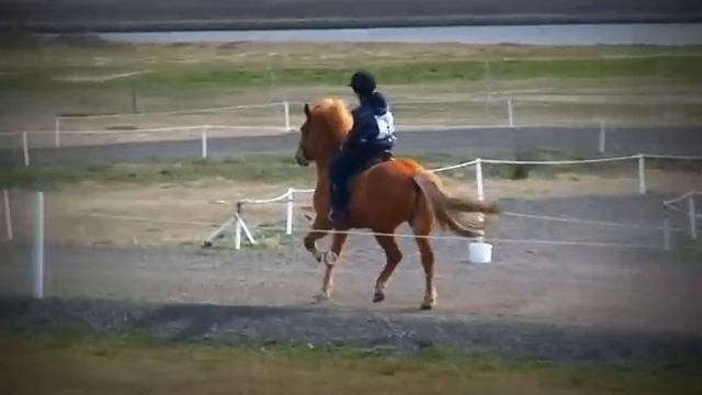 Neisti frá Skeggsstöðum-ridden by Guðmar Magnússon смотреть онлайн