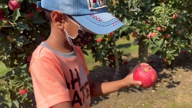 Our One Day Trip 2021- Part 1: Apple Picking at Harbes Orchard 🍎 🍎🍎🍏🍏🍏 смотреть онлайн