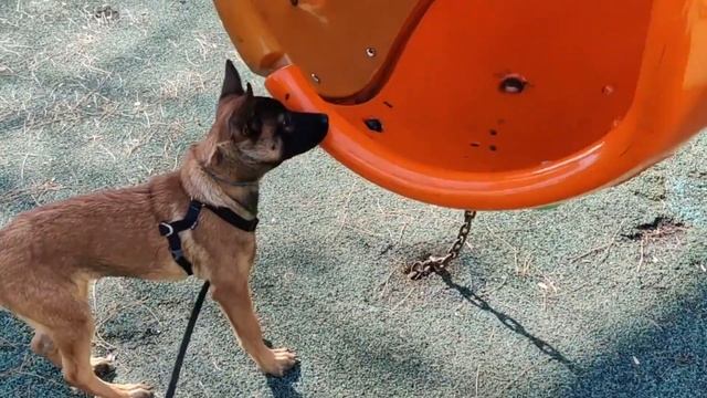 Puppy Exposure - Dog Socialization Training | Belgian Malinois Puppy смотреть онлайн