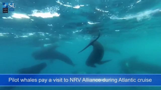 Pilot whales pay a visit to NRV Alliance during Atlantic cruise смотреть онлайн