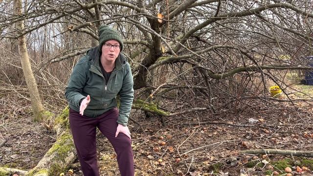 Pruning An Overgrown Apple Tree |Little Roots Ranch | PNW Zone 8b смотреть онлайн