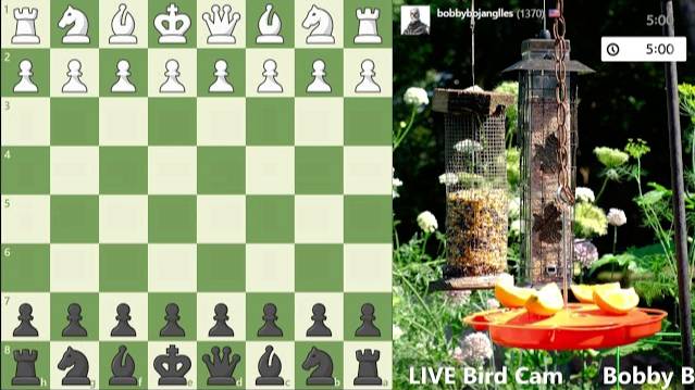 I just hit 2900 puzzle rating, again | Bobby Bird Show смотреть онлайн