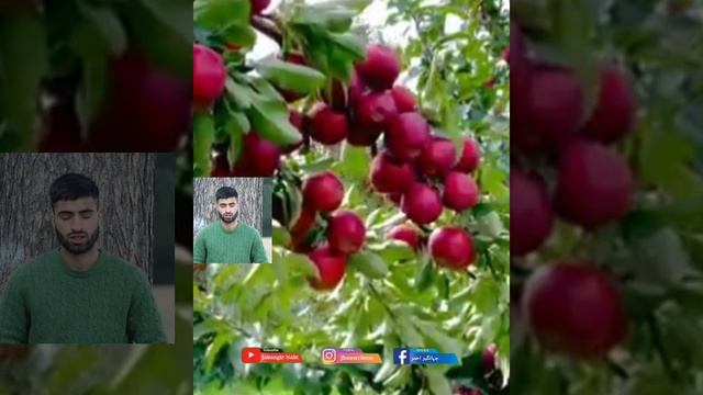 Kashmiri || Apples Update 2023 The farmers have begun harvesting the high-density varieties смотреть онлайн
