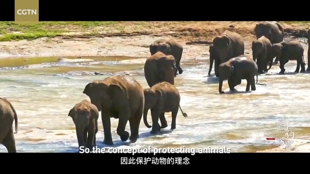 'Poetry Sans Frontiers': The high status of elephants in Sri Lankan people's hearts смотреть онлайн