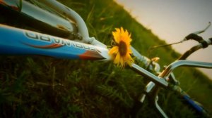 Скажи мне да