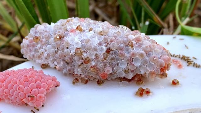 Invasive snail eggs crushing | Apple snail Eggs ASMR 🐌4K 60FPS смотреть онлайн