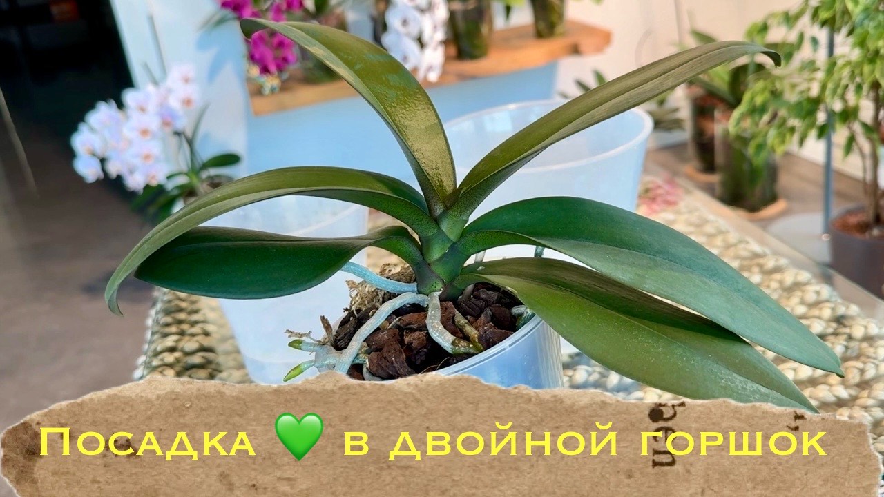 Посадка орхидеи фаленопсис в двойной горшок на фитиль , классическая система содержания смотреть онлайн