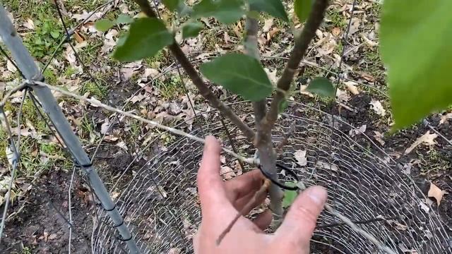 Swamp Habitat Improvement - Miscanthus, Norway Spruce & Apple Trees смотреть онлайн