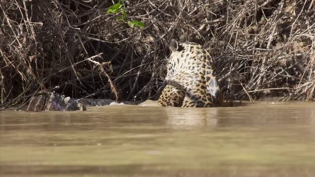 Jaguar Vs Caiman Brazil Pantanal 2010 смотреть онлайн
