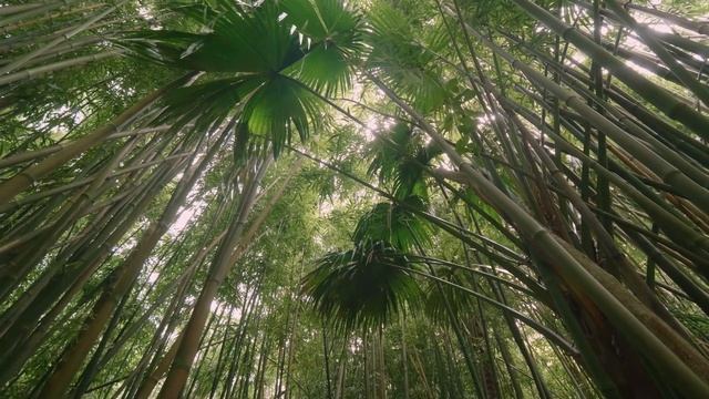 4K Nature Relax TV Streaming Service - Get Your Life Back Into Balance!