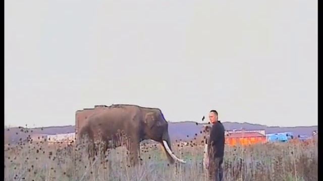 Gereon Lepper: Elephant kills some apples in the savannas of Hattingen/Germany смотреть онлайн