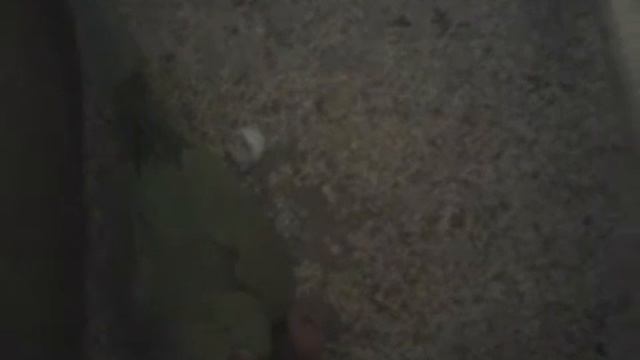 ОЖЕРЕЛОВЫЙ ПТЕНЕЦ,ПРОШЛО 3 ЧАСА КАК РОДИЛСЯ! смотреть онлайн